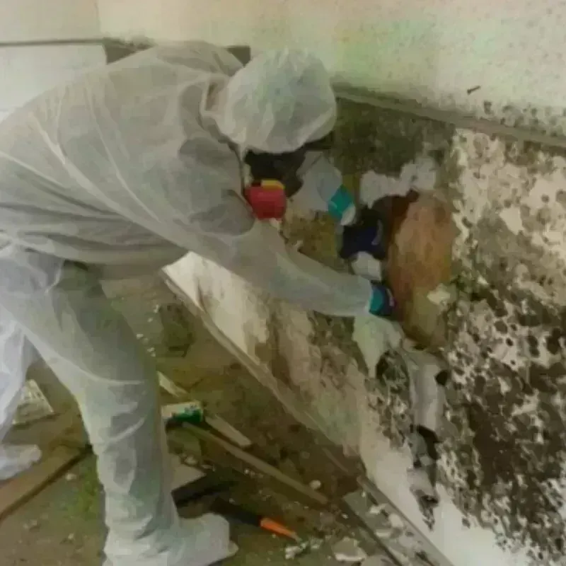 Mold Remediation and Removal in Port Edwards, WI